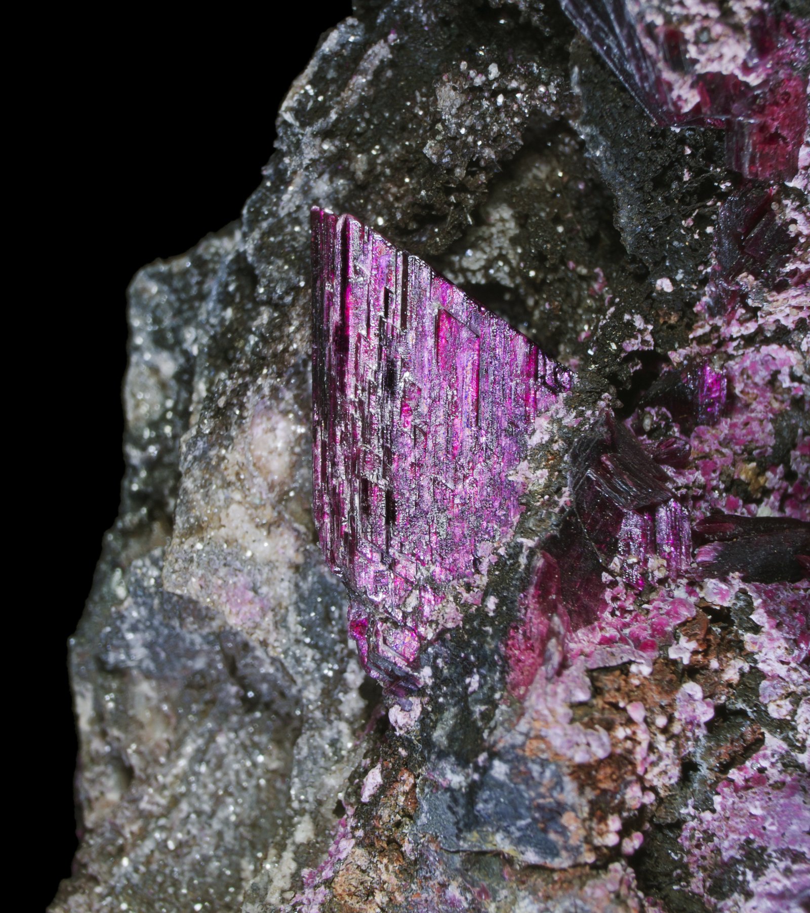 Érythrine, aiguilles rose magenta